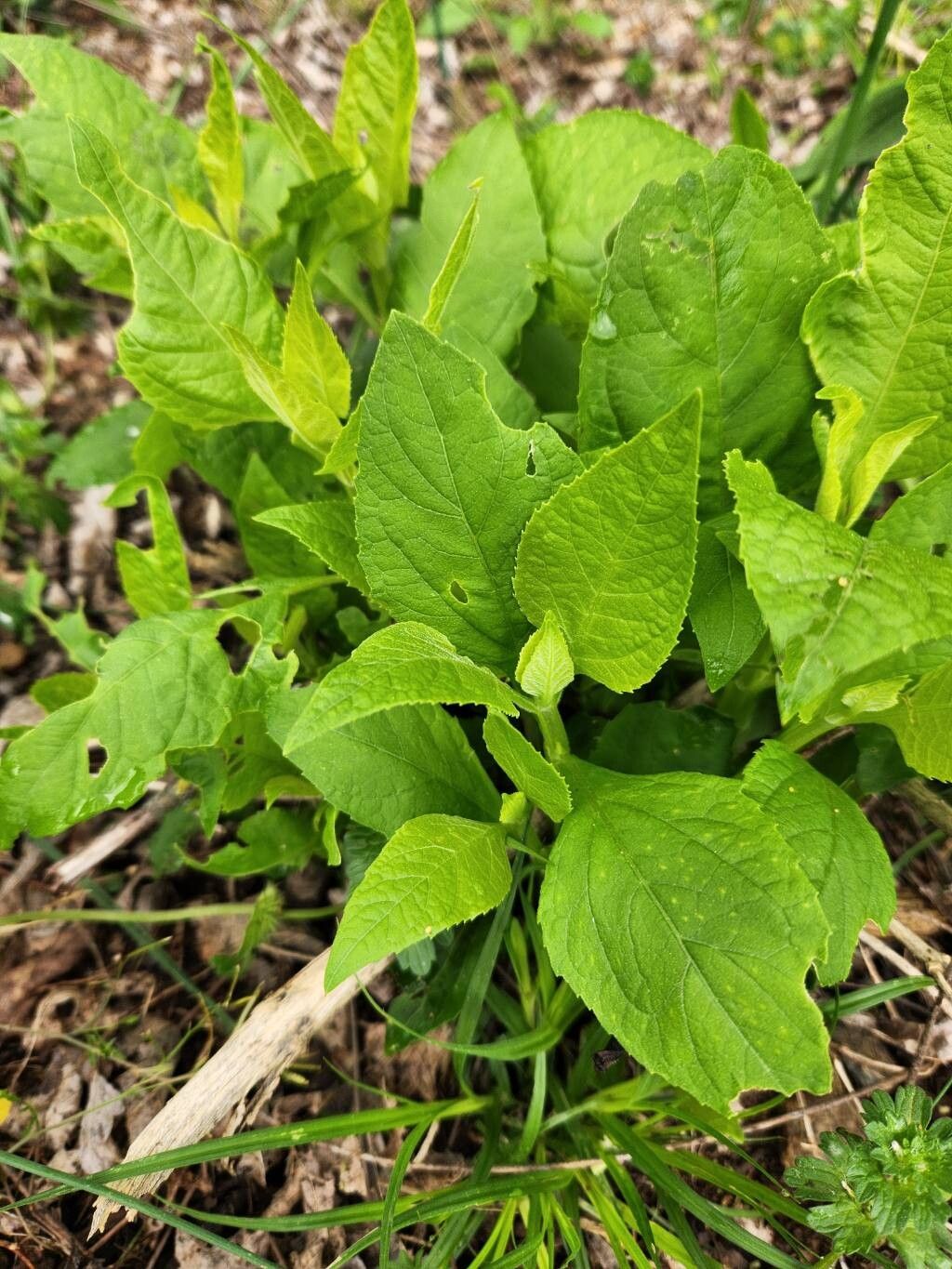 Verbesina occidentalis (Yellow Crownbeard) (alternate view 11)