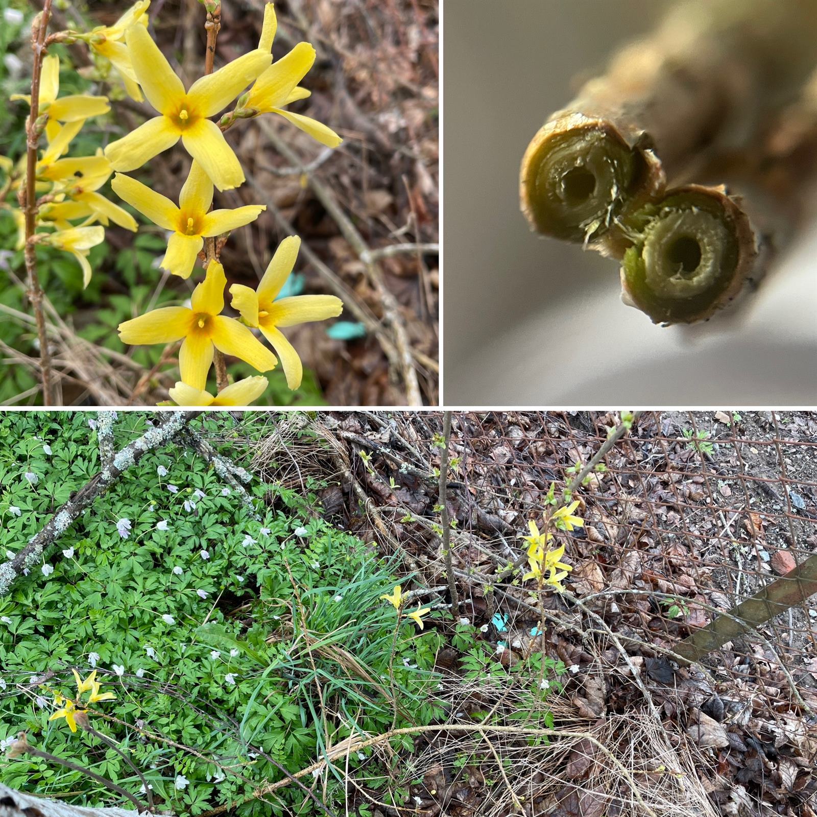 Forsythia x intermedia (hybrid forsythia) (alternate view 13)