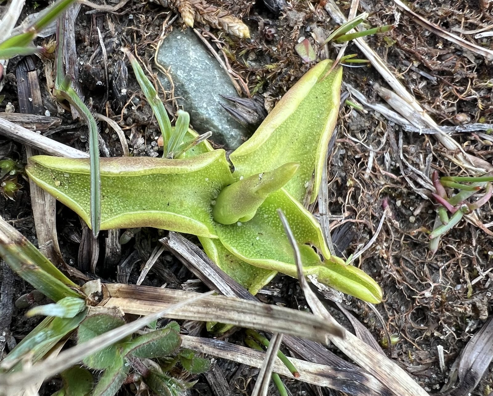 Pinguicula vulgaris (Common Butterwort) (alternate view 12)
