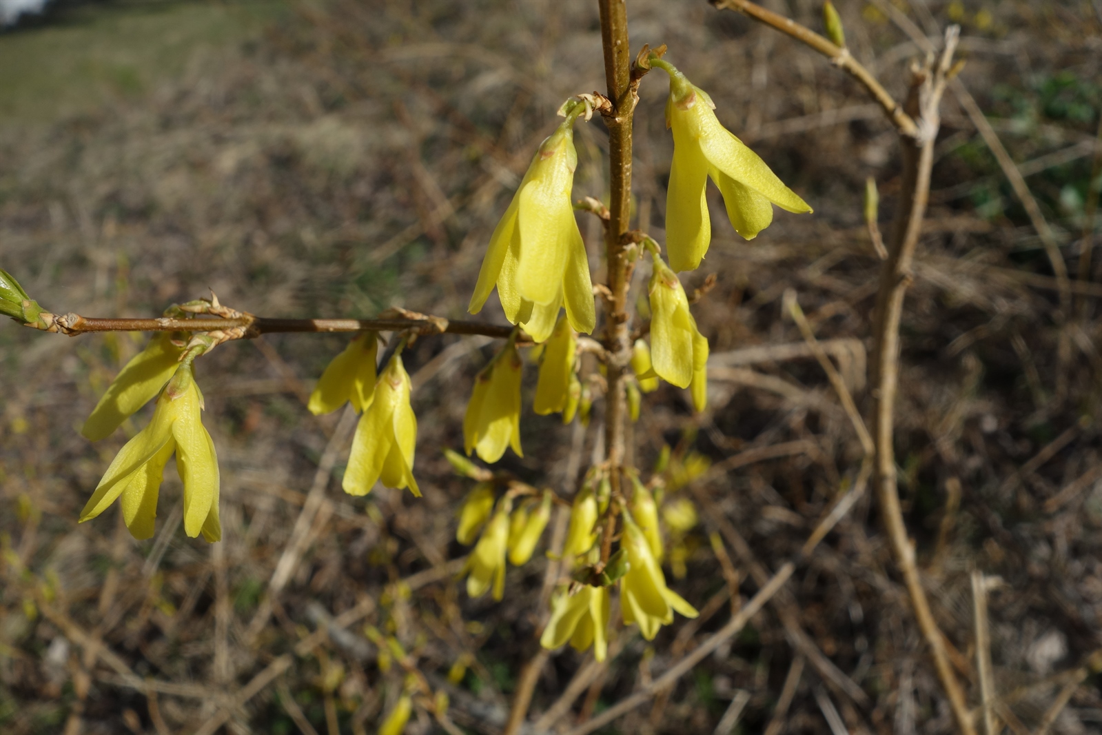 Forsythia x intermedia (hybrid forsythia) (alternate view 12)
