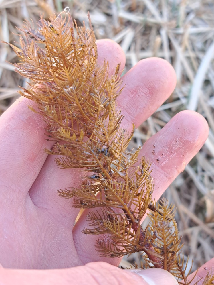 Myriophyllum spicatum (Eurasian watermilfoil) (alternate view 13)