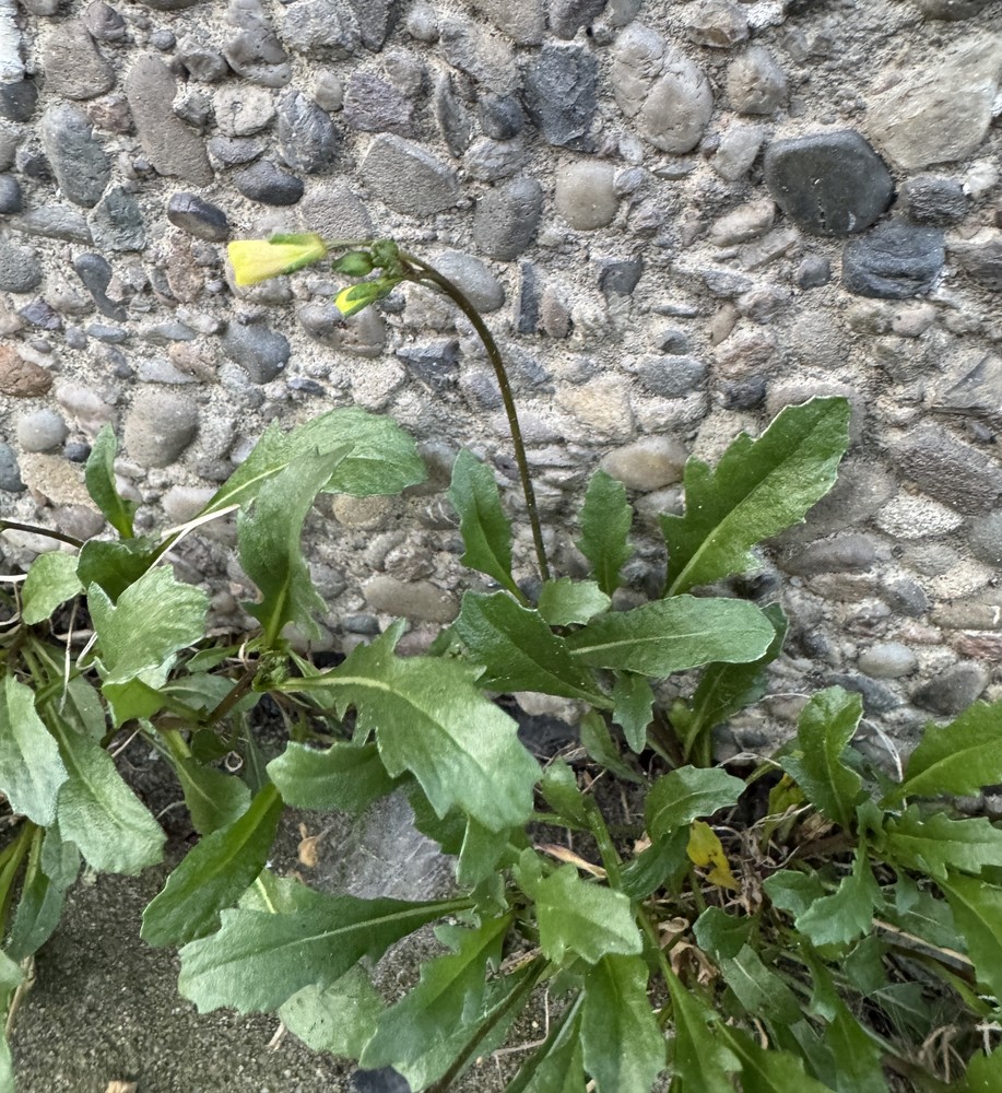 Diplotaxis muralis (annual wall-rocket) (alternate view 11)