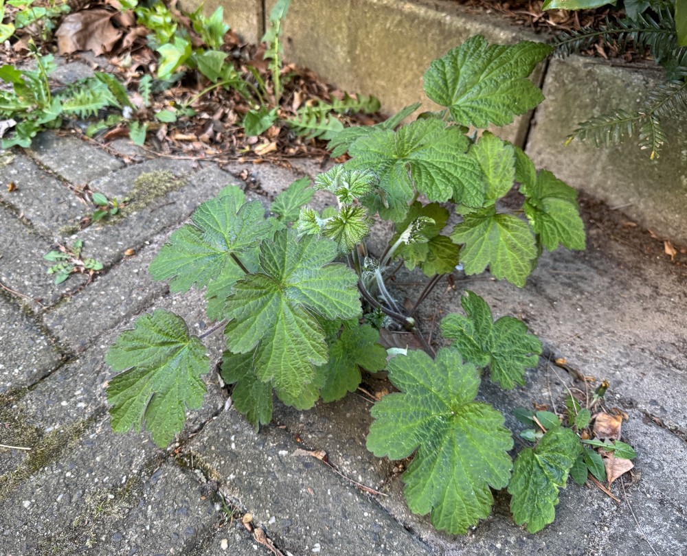 Anemone hupehensis, Japanese anemone — spreading deciduous (Ranunculaceae) (image 4 of 5)