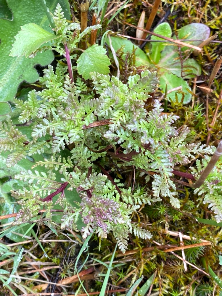 Pedicularis palustris (Marsh Lousewort) (alternate view 12)