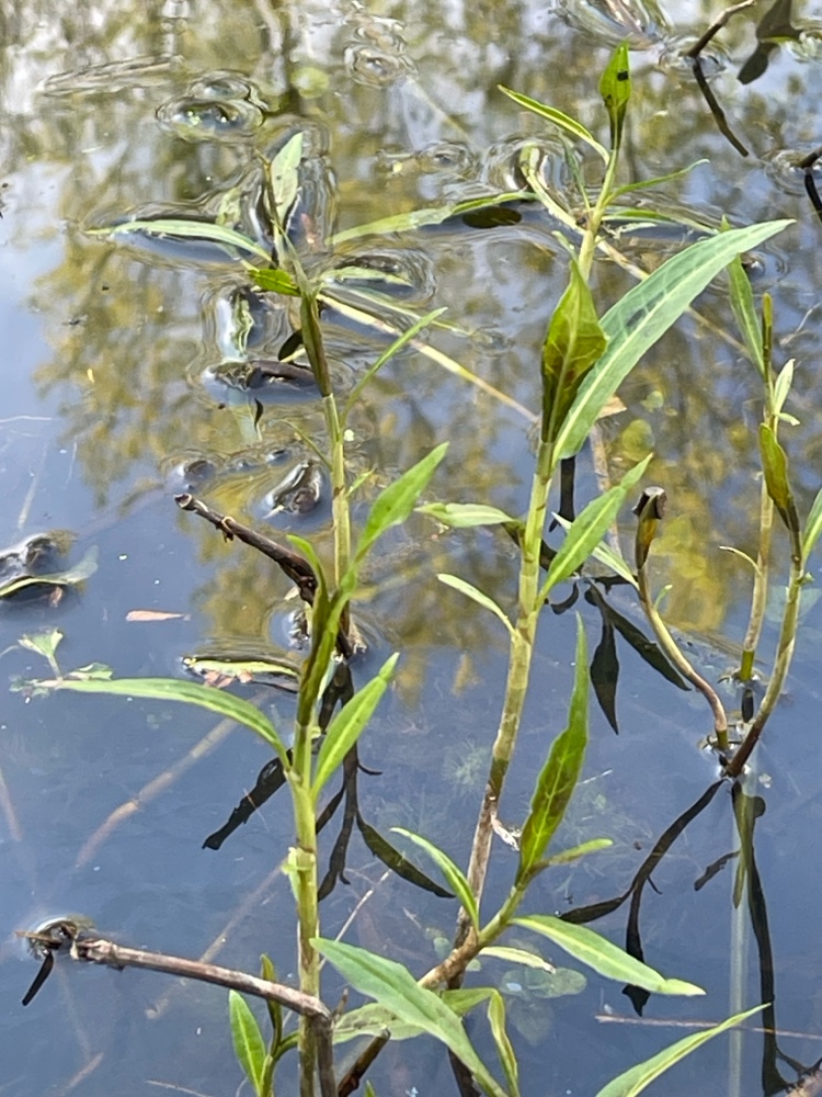 Persicaria amphibia (water smartweed) (alternate view 10)