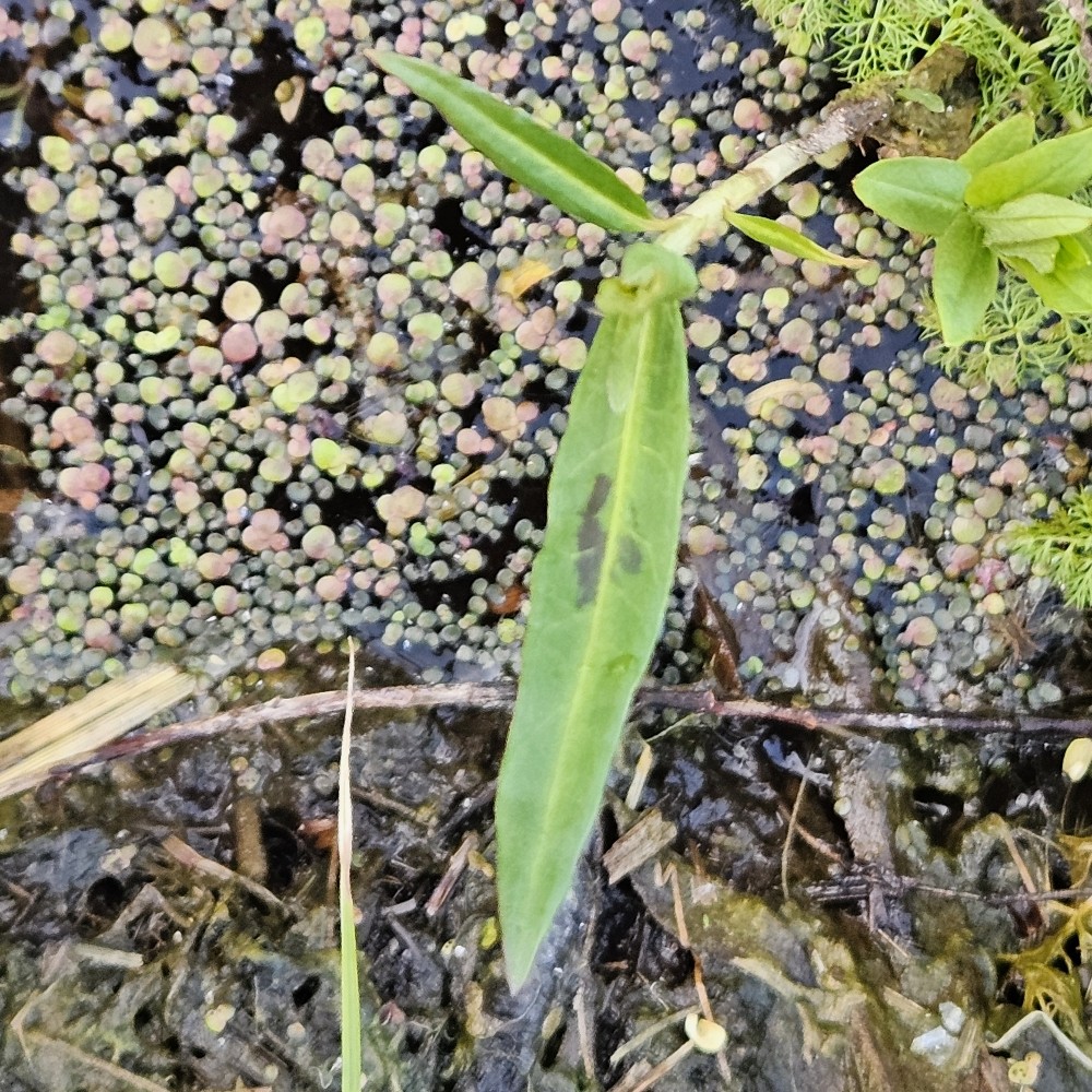 Persicaria amphibia (water smartweed) (alternate view 12)