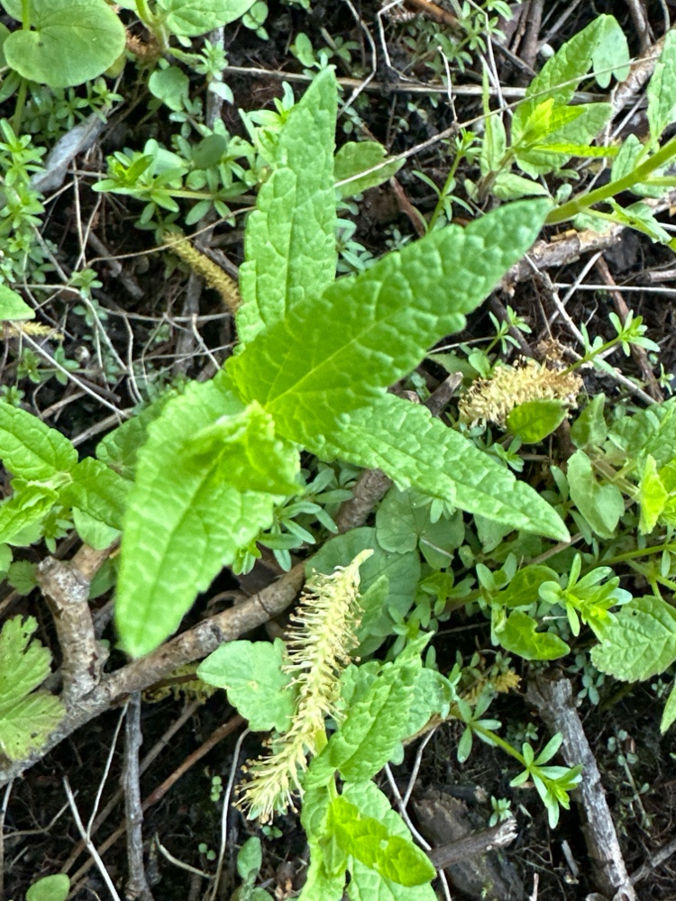 Scutellaria galericulata (Marsh Skullcap) (alternate view 15)
