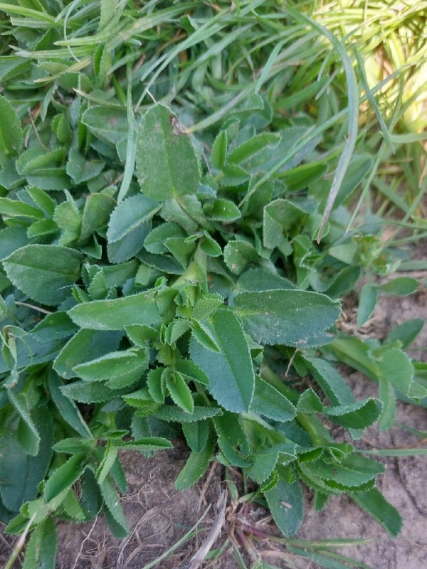 Ononis spinosa (Spiny restharrow) (alternate view 10)