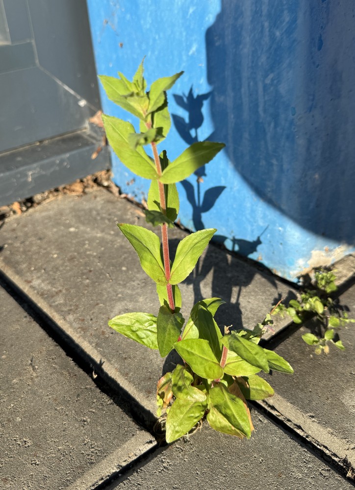 Epilobium montanum (Broad-leaved Willowherb) (alternate view 11)