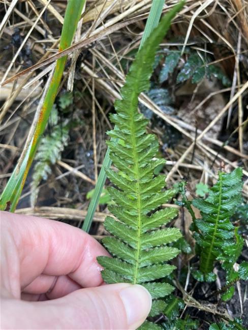 Doodia aspera (Prickly Rasp fern) (alternate view 11)