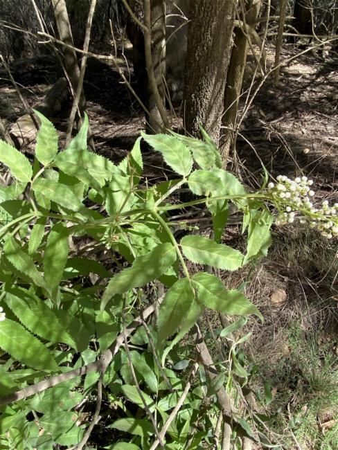 Sambucus gaudichaudiana (White Elderberry) (alternate view 8)