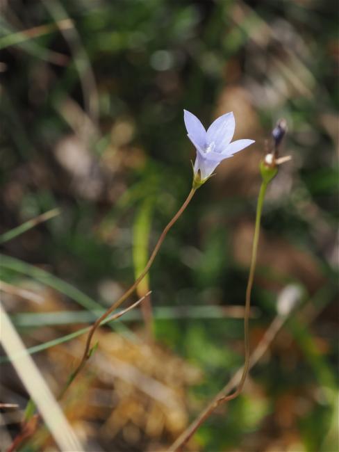 Wahlenbergia gracilis (Australian Bluebell) (alternate view 11)