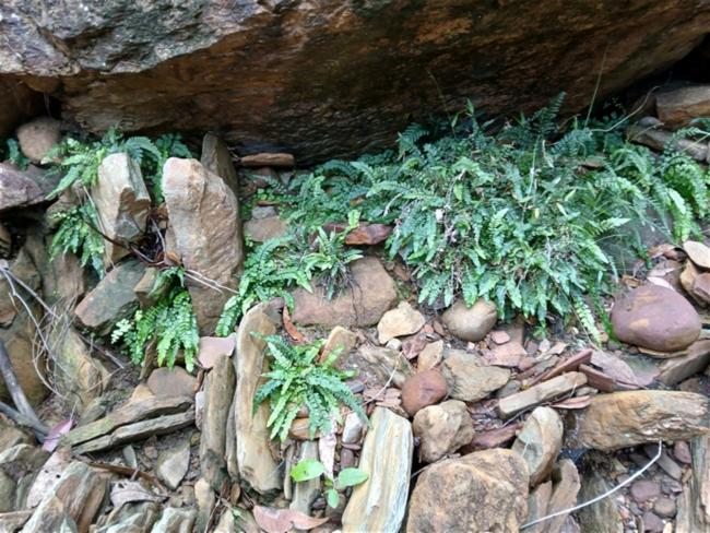 Doodia caudata (Small Rasp Fern) (alternate view 10)