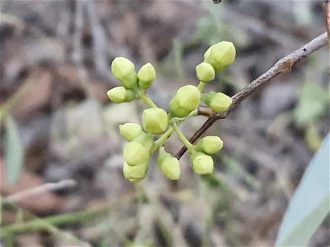 Santalum lanceolatum (Blue Bush) (alternate view 10)
