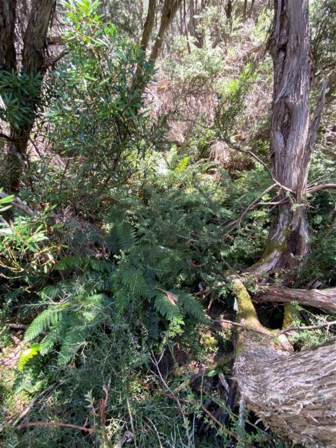 Podocarpus lawrencei (Mountain Plum Pine) (alternate view 3)