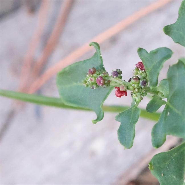 Chenopodium robertianum (Saloop) (alternate view 6)