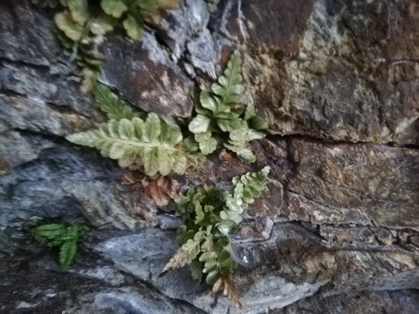 Asplenium marinum (sea spleenwort) (alternate view 13)