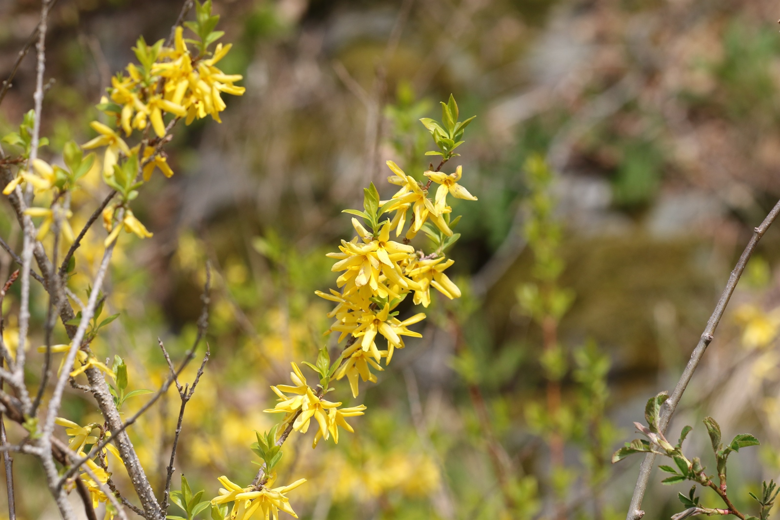 Forsythia x intermedia (hybrid forsythia) (alternate view 11)