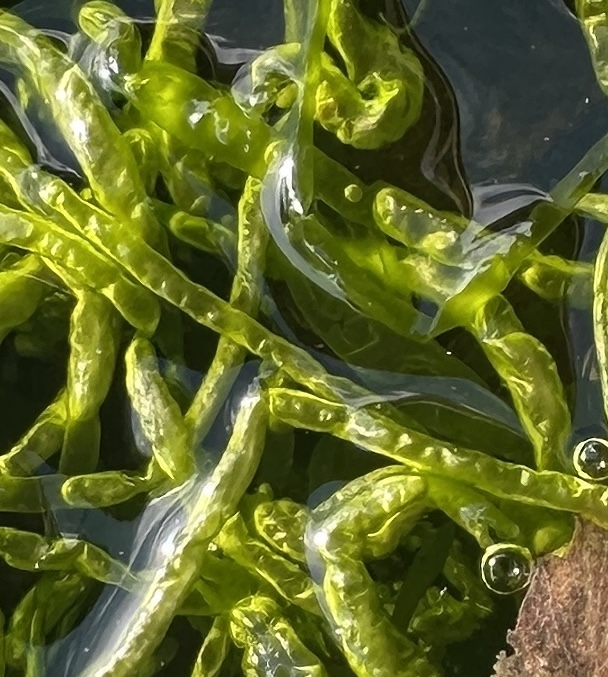 Ulva intestinalis (Gutweed) (alternate view 8)