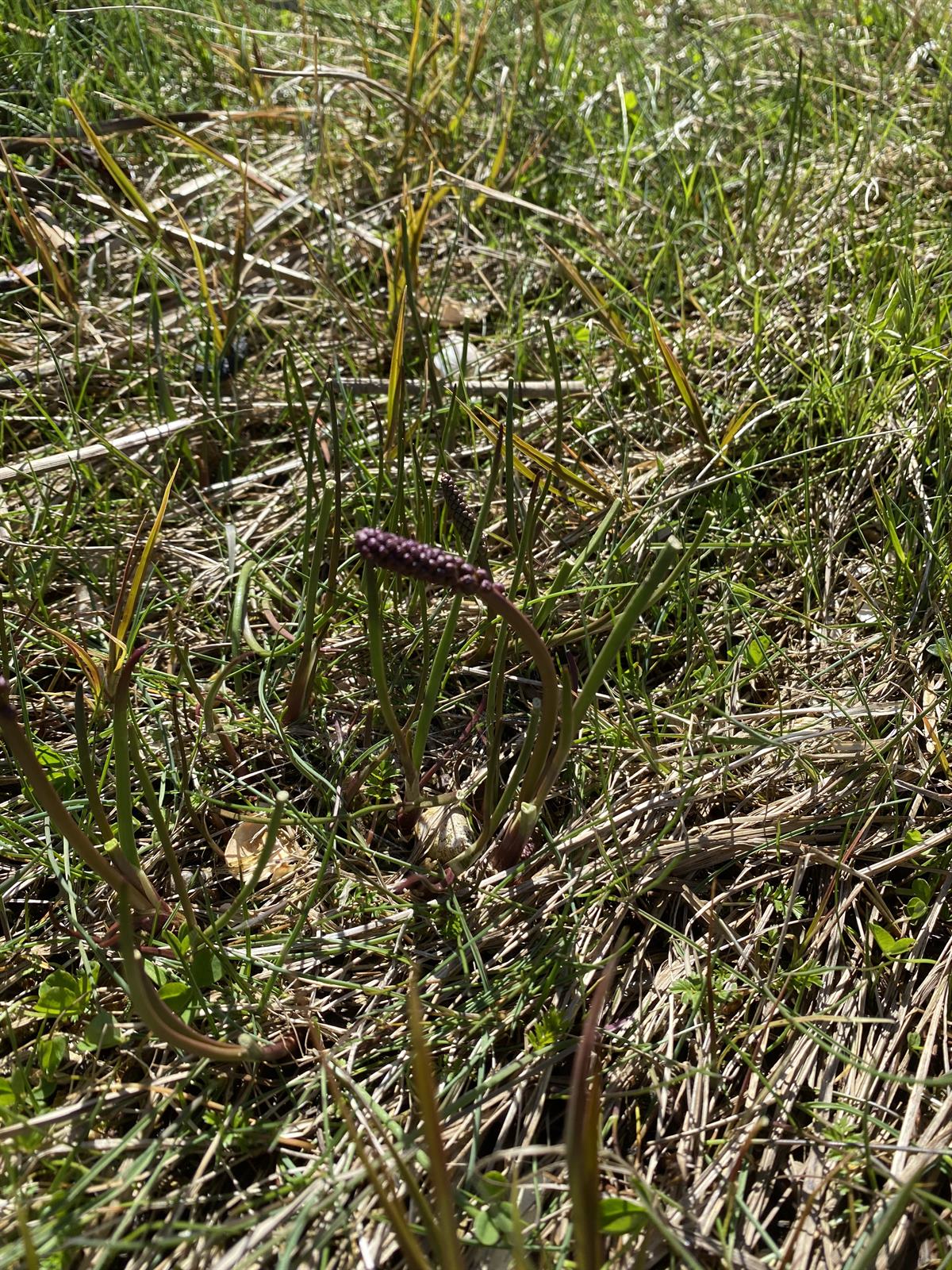 Triglochin maritima (common arrowgrass) (alternate view 13)