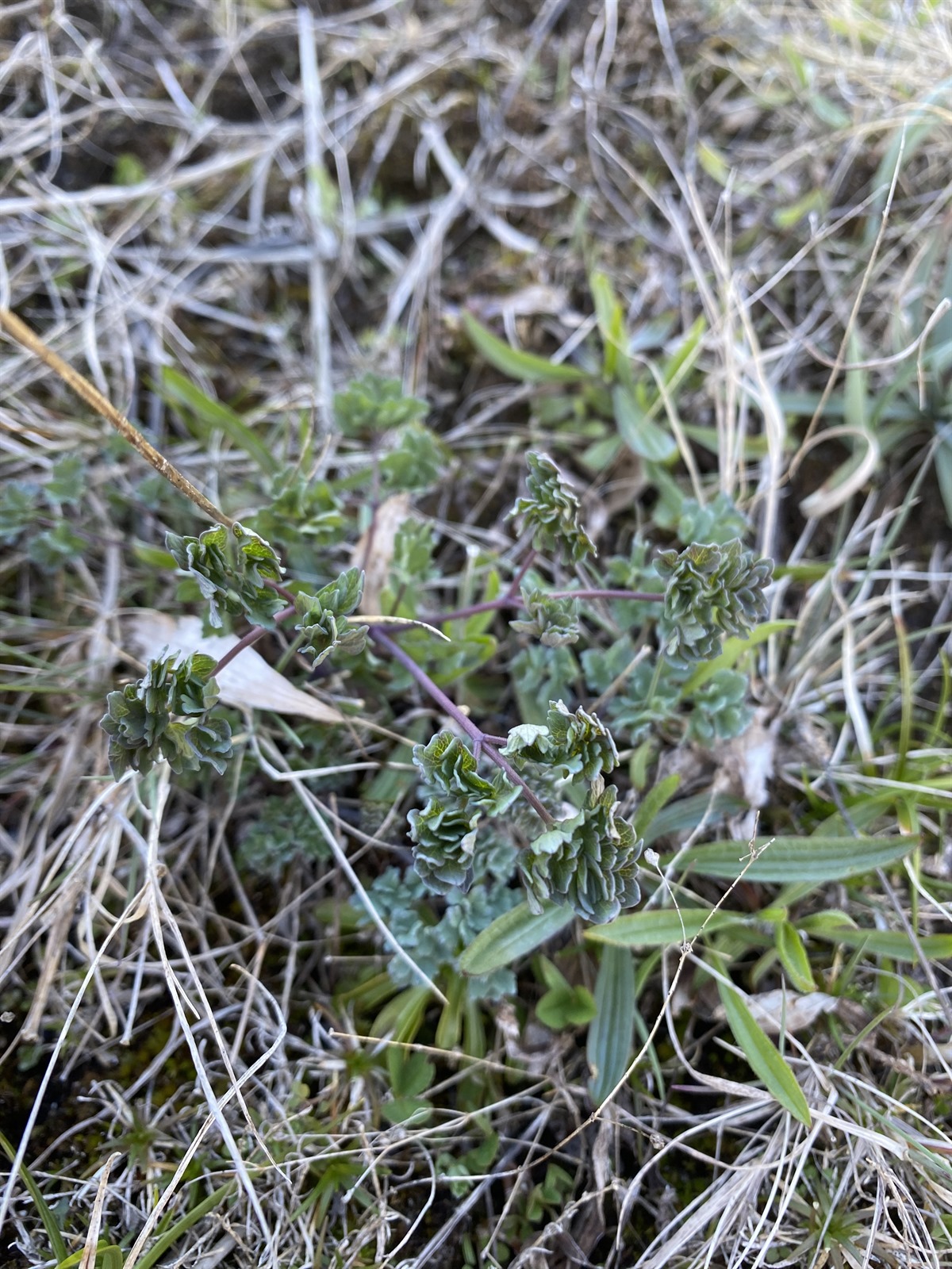 Thalictrum minus (Lesser Meadow-rue) (alternate view 13)