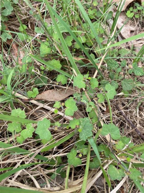 Hydrocotyle hirta (Hairy Pennywort) (alternate view 6)