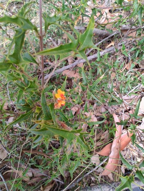 Podolobium ilicifolium (Prickly Shaggy Pea) (alternate view 12)
