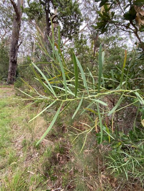 Acacia suaveolens (Sweet Wattle) (alternate view 12)