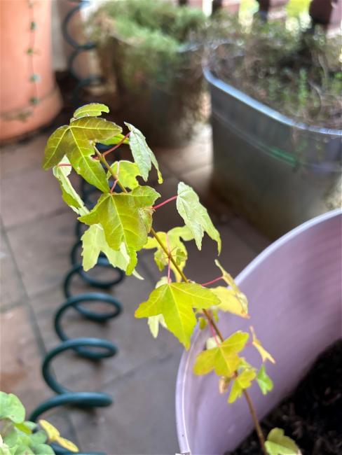 Acer buergerianum (Trident Maple) (alternate view 11)