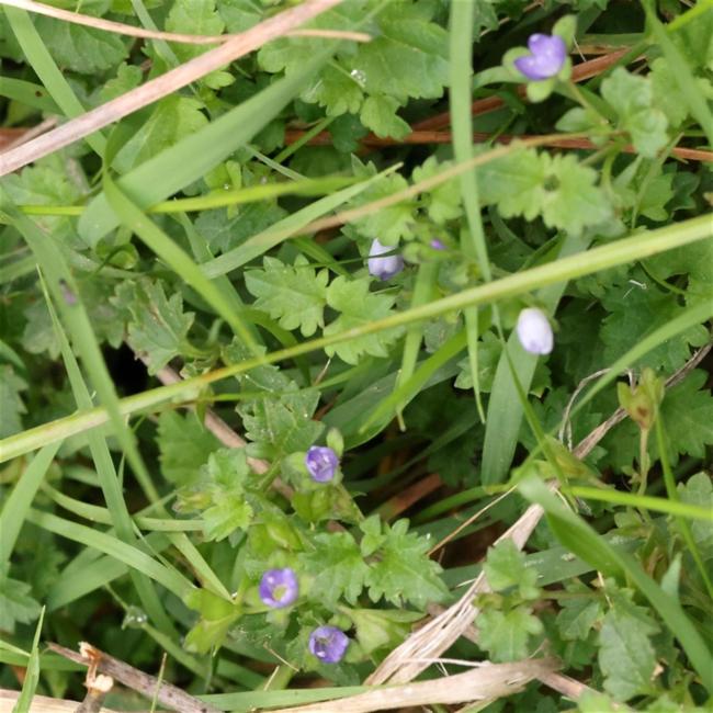 Veronica plebeia (Australian Speedwell) (alternate view 13)