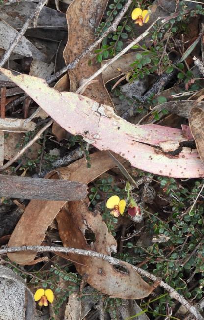 Bossiaea prostrata (creeping bossiaea) (alternate view 10)