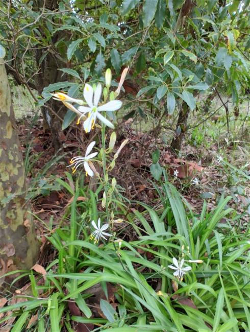 Chlorophytum comosum (Spider Plant) (alternate view 10)