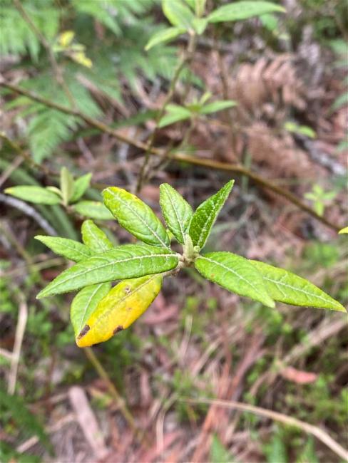 Solanum stelligerum (devil's needles) (alternate view 12)