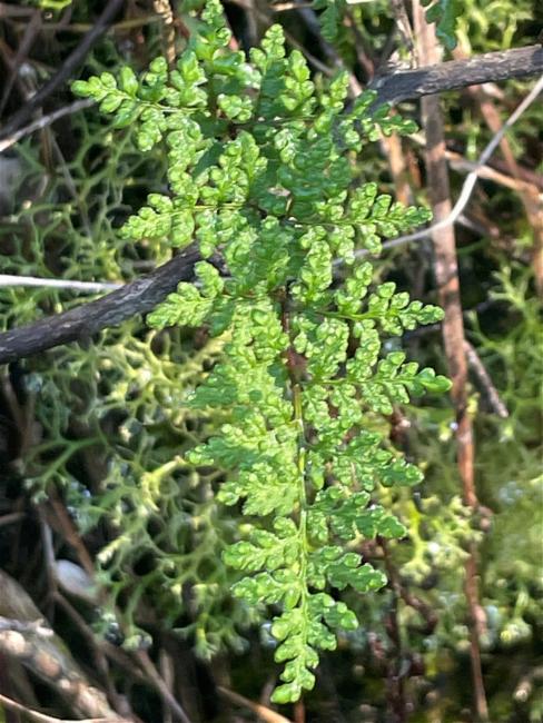 Cheilanthes austrotenuifolia (Rock Fern) (alternate view 12)