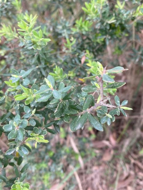 Monotoca elliptica (Tree Broom-heath) (alternate view 11)