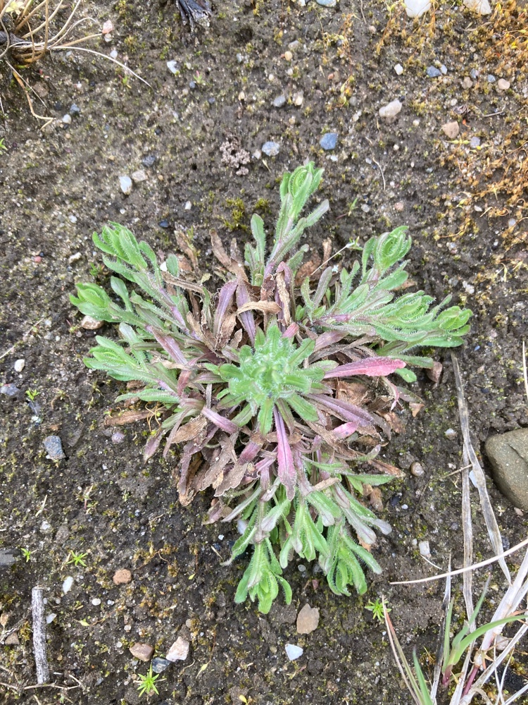 Filago germanica (Common Cudweed) (alternate view 14)