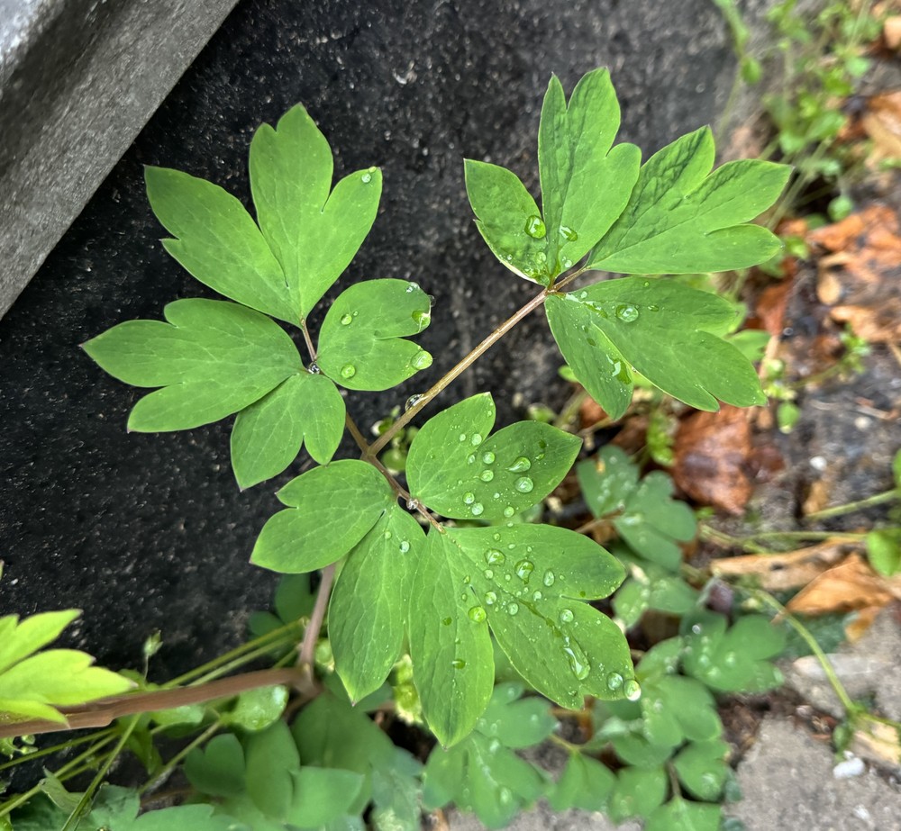 Dicentra spectabilis (Bleeding Heart)