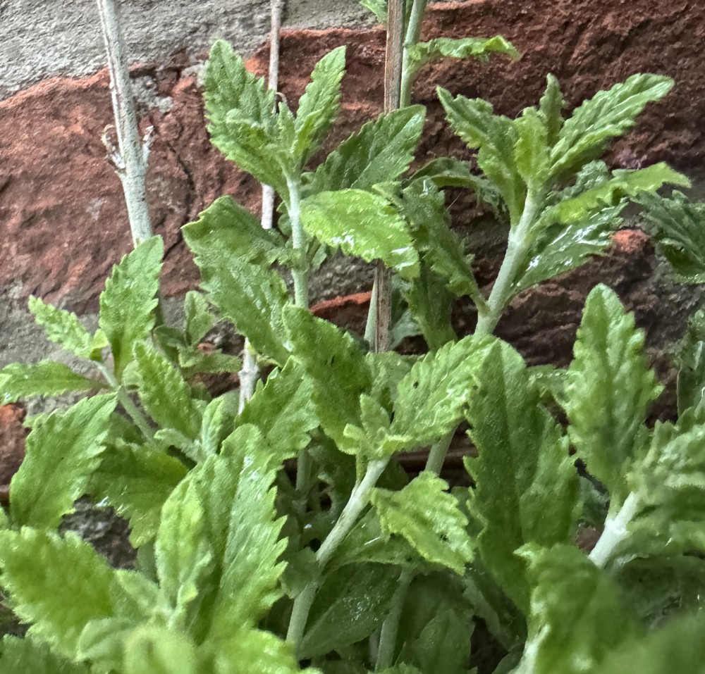 Salvia yangii (Russian Sage)