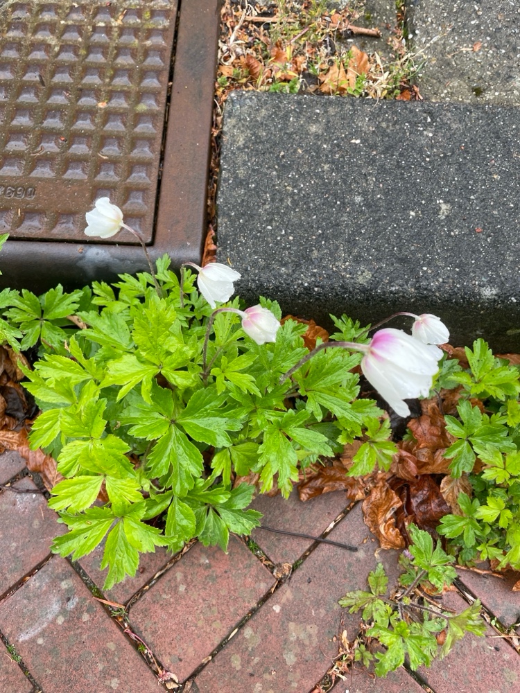 Anemone hupehensis, Japanese anemone — spreading deciduous (Ranunculaceae) (image 5 of 5)