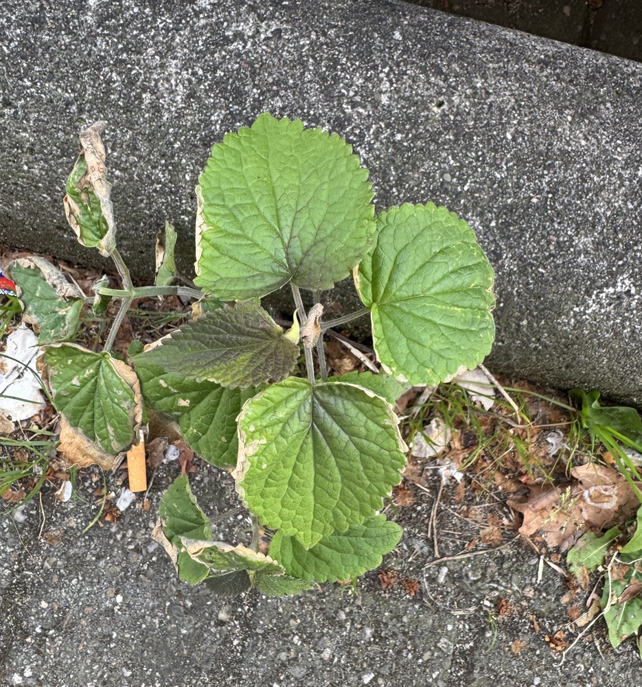 Agastache (Hyssops) (alternate view 2)