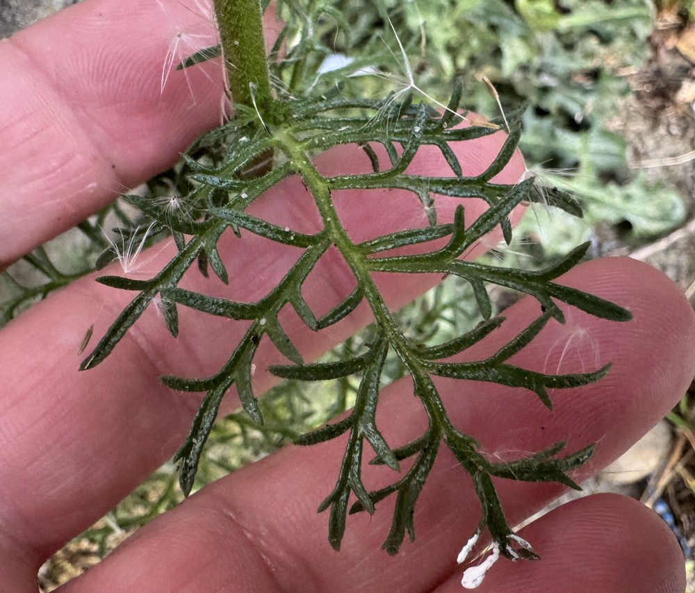 Gilia capitata (bluehead gilia) (alternate view 10)