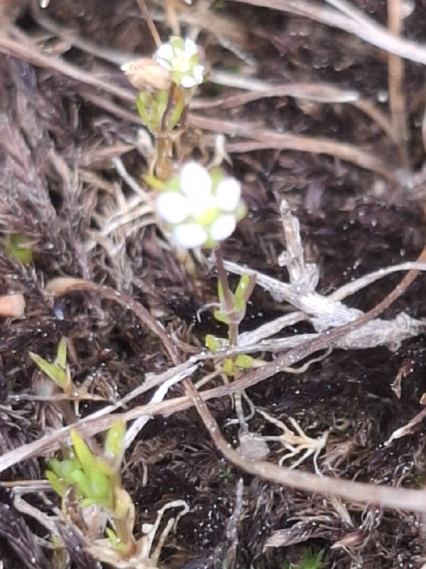 Sagina subulata (Irish moss) (alternate view 3)