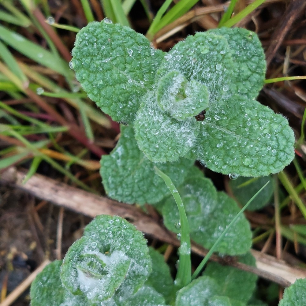 Mentha suaveolens (Apple Mint) (alternate view 11)