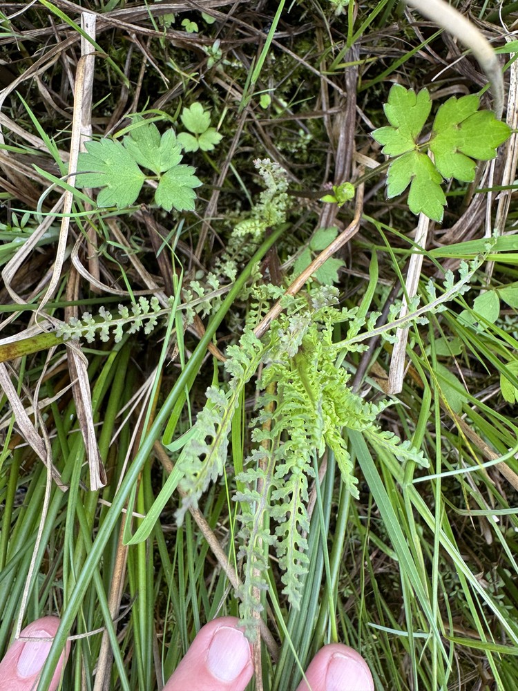 Pedicularis palustris (Marsh Lousewort) (alternate view 13)