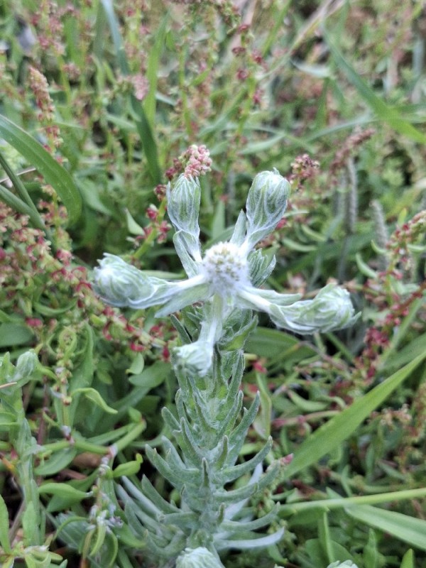 Filago germanica (Common Cudweed) (alternate view 12)