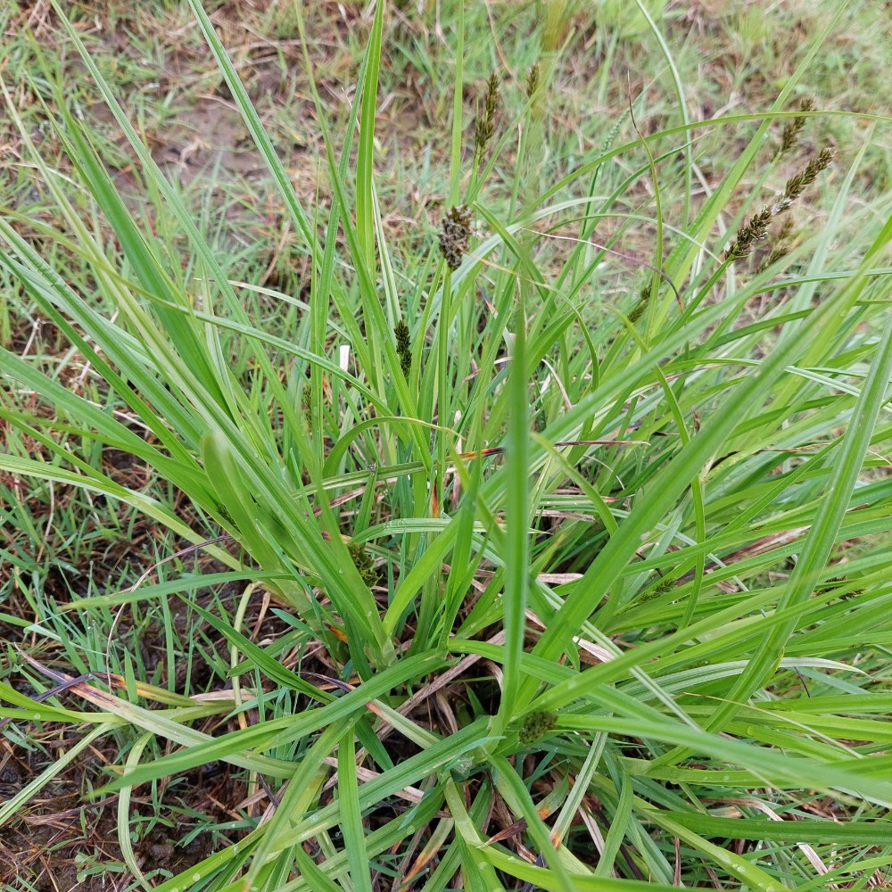 Carex otrubae (False Fox-sedge) (alternate view 10)