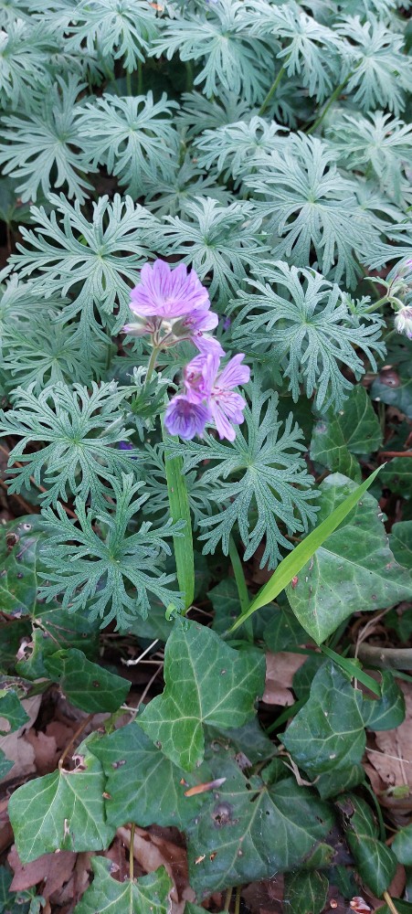 Geranium tuberosum (Tuberous Geranium) (alternate view 11)