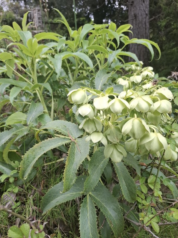 Helleborus argutifolius (Corsican hellebore) (alternate view 3)