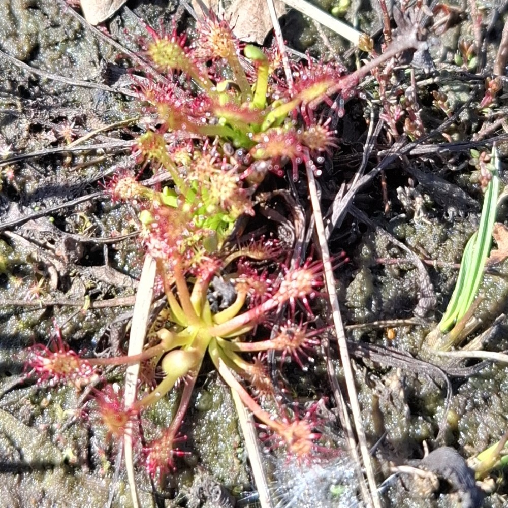 Drosera intermedia (spoonleaf sundew) (alternate view 13)