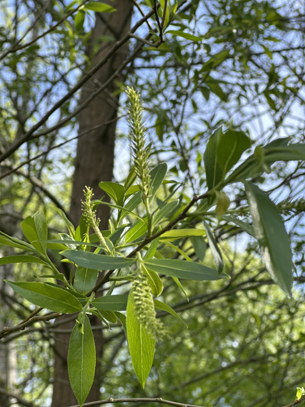 Salix × fragilis (hybrid crack willow) (alternate view 3)